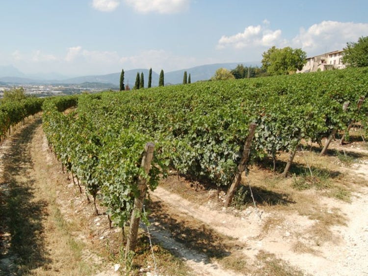 Grapes for Tommasi's Ripasso are grown in the family's Conca d’Oro, De Buris, and the pictured  La Groletta vineyards.