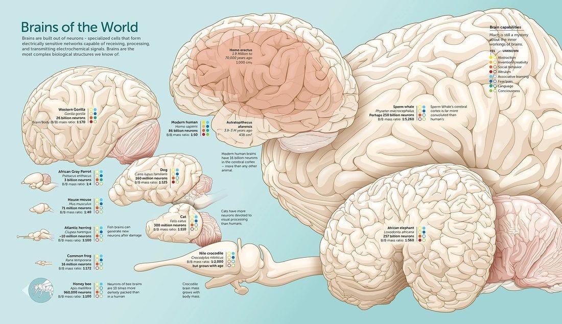brain_information_infographic.jpg brain_information_infographic.jpg