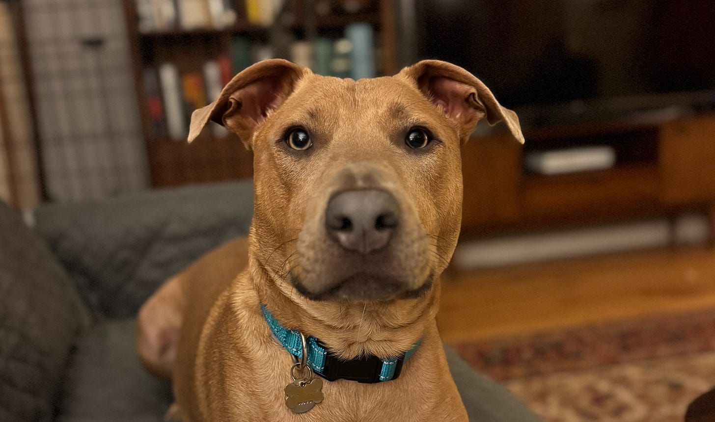 Abner would have you believe he’s a handsome boy.