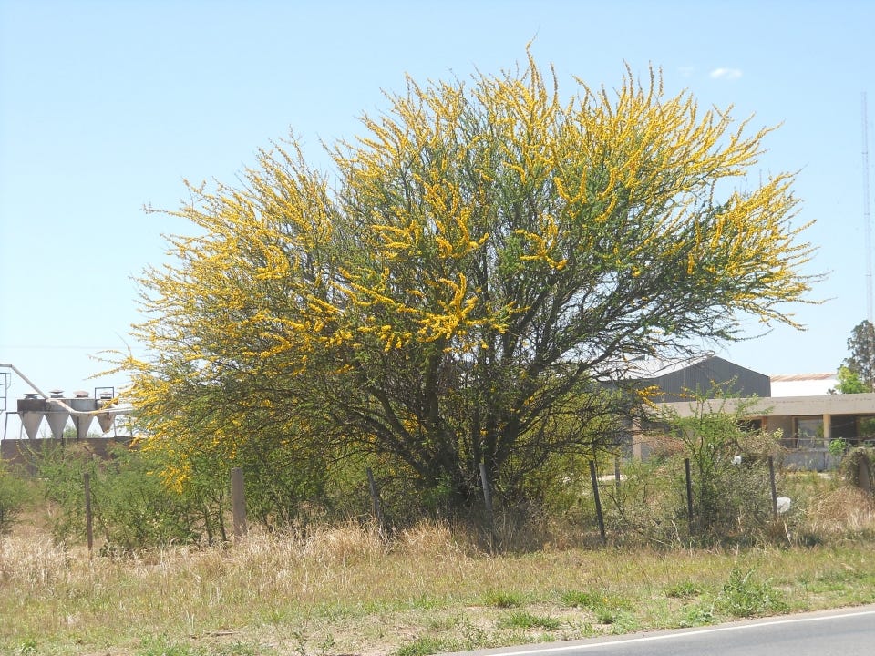 A tree in the Mexican countryside with yellow flowers.