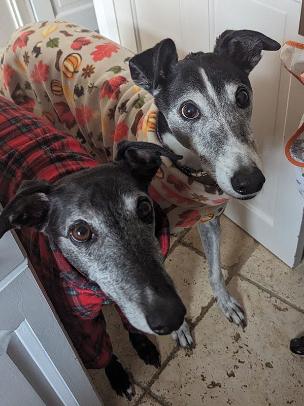 Dogs in jumpers, baby at the beach