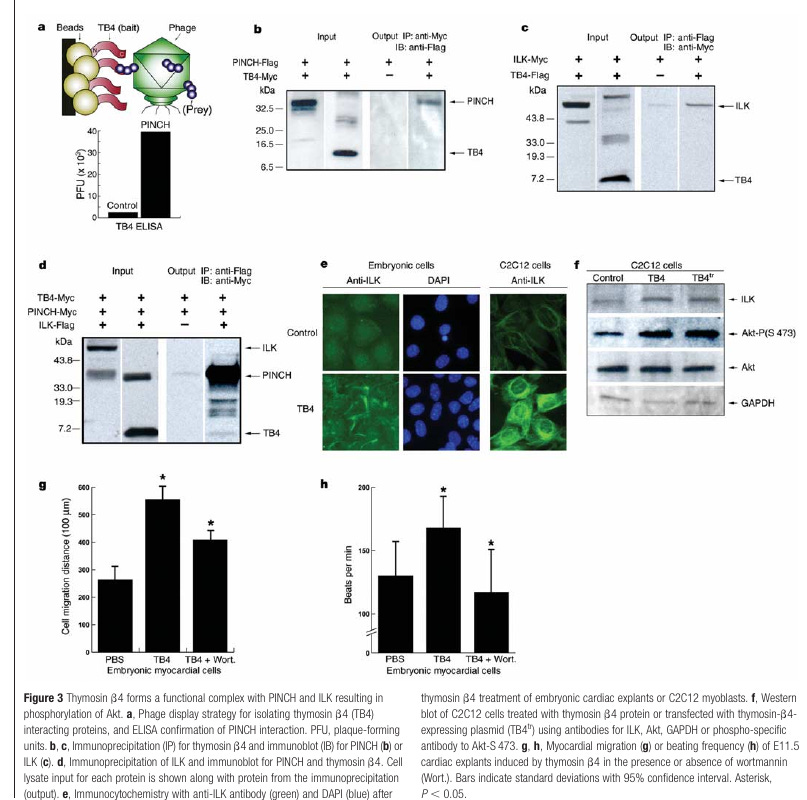 Figure: Tβ4 forms a PINCH/ILK/Akt signaling complex in the Nature cardiac repair paper Figure: Tβ4 forms a PINCH/ILK/Akt signaling complex in the Nature cardiac repair paper