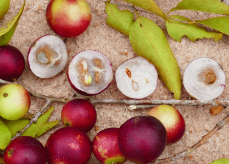 Camu-camu: a fruta brasileira pode prevenir o câncer? - Nutritotal