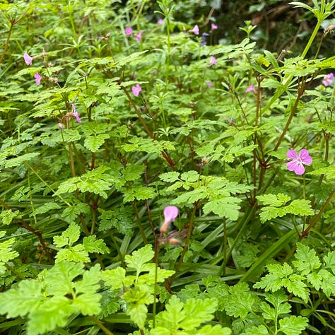 Herb Robert tea