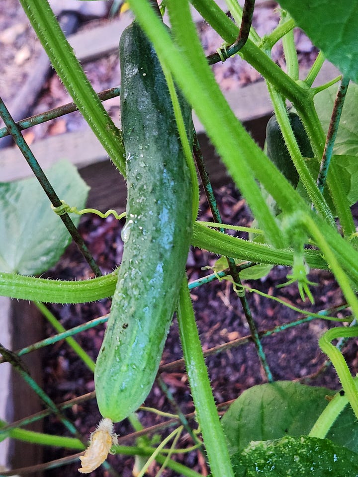 Bell peppers, cherry tomatoes, cucumbers and Tabasco peppers