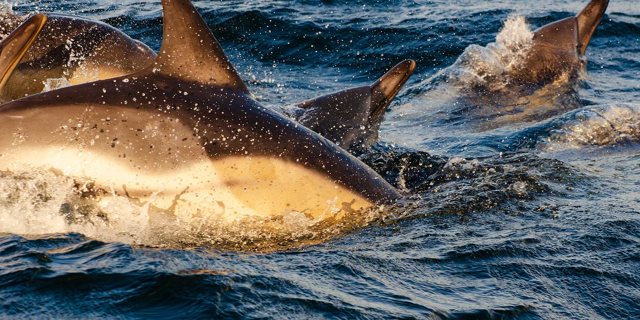 A Kaleidoscope of Dolphins: A Visual Essay