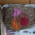 Minù, la timida polpetta spinosa di Mendrisio