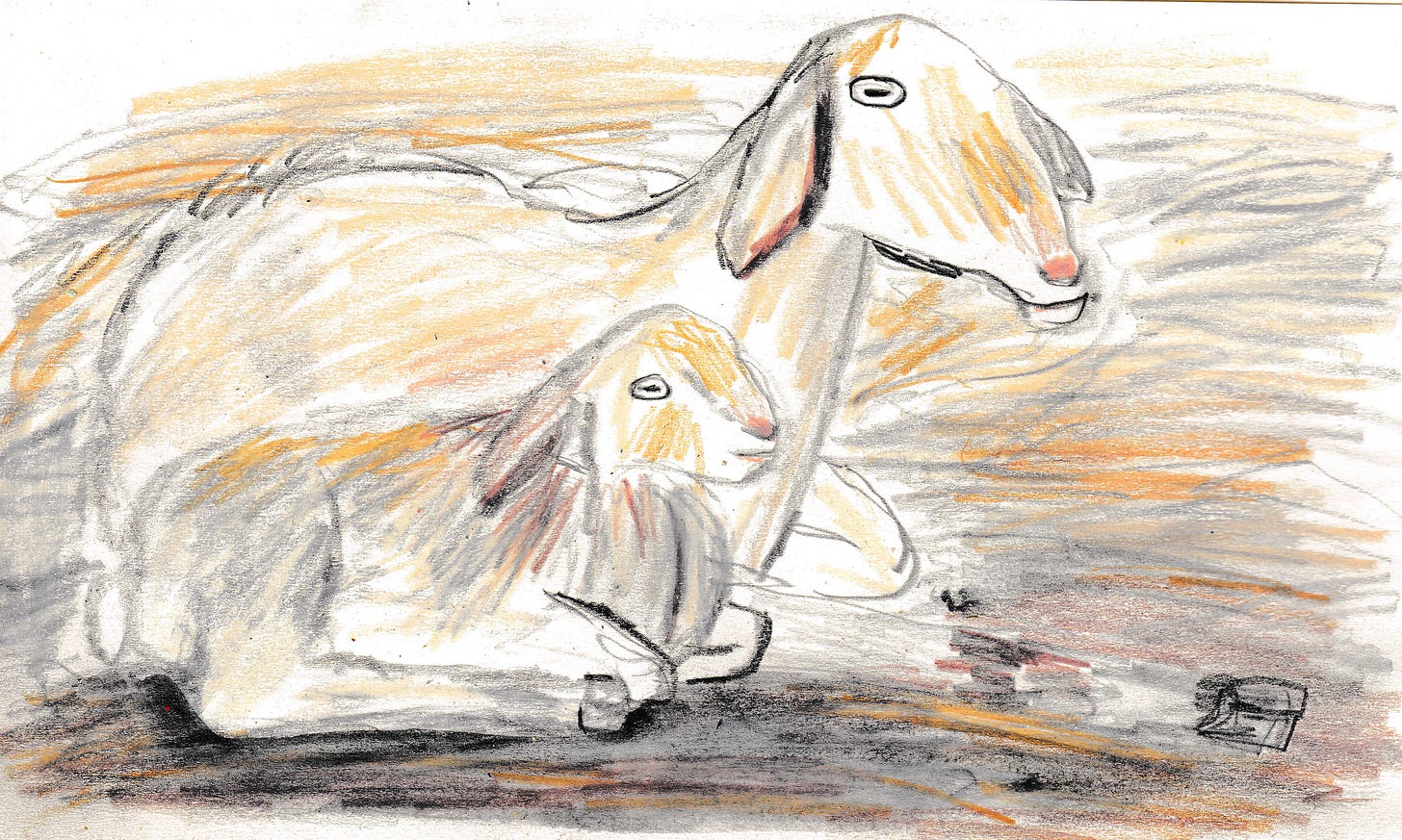 goats in graphite by Beth Spencer goats in graphite by Beth Spencer