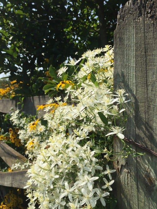 yellowandwhite