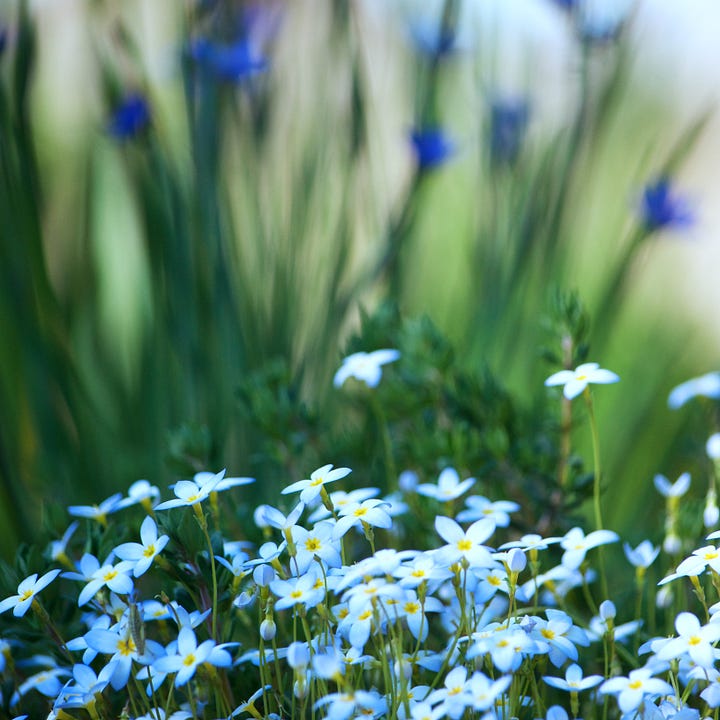 A pair of images features a closeup of a dew-covered Bluet wildflower, and a clump of bluets in a grassy field.