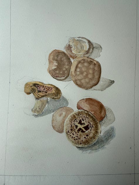 Progression photos of a drawing of shiitake mushrooms