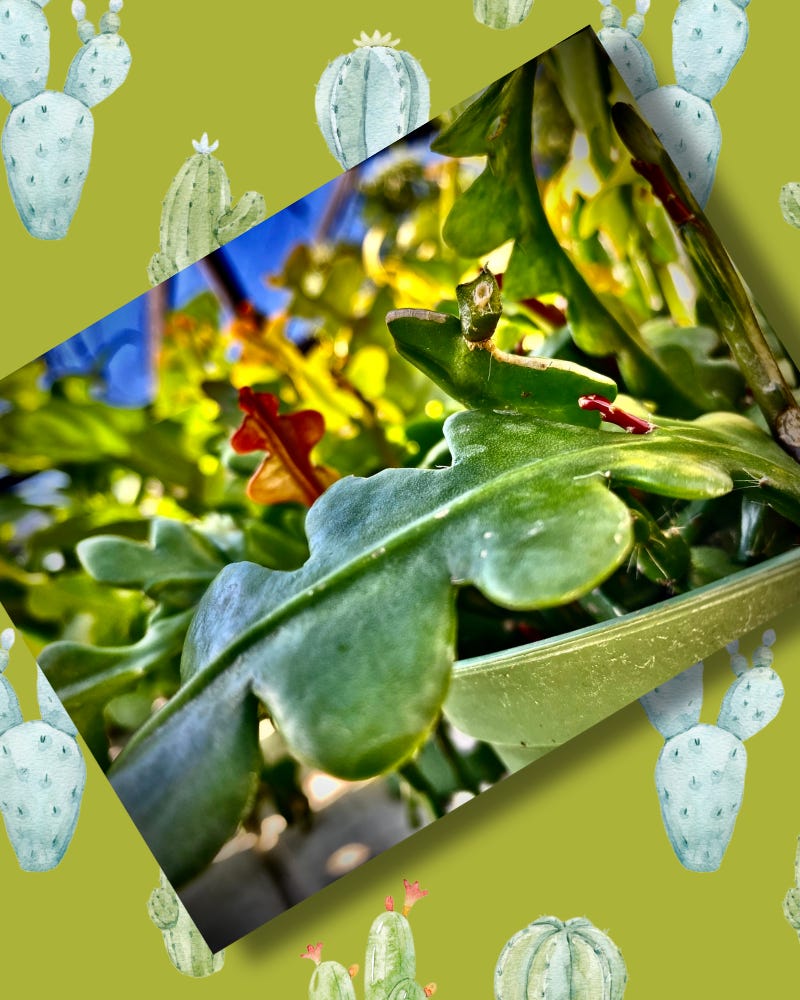 An image of zig zag cactus to show what they look like for a blog post called How to Propagate Zig Zag Cactus An image of zig zag cactus to show what they look like for a blog post called How to Propagate Zig Zag Cactus