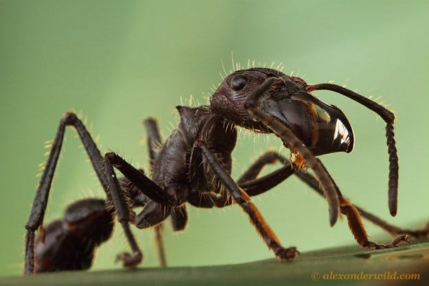 The bullet ant Paraponera clavata. Image by Alex Wild.