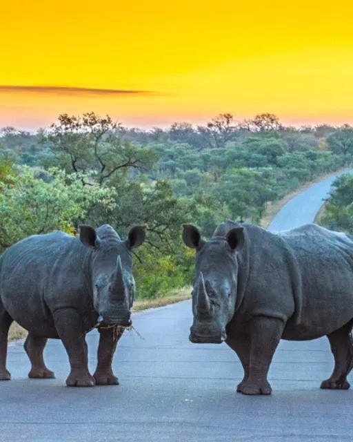 May be an image of rhinoceros