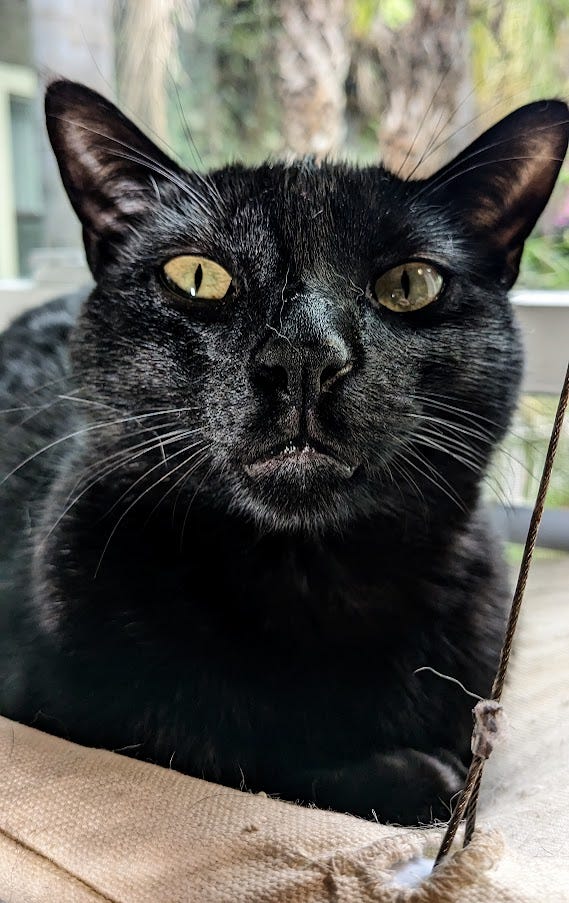 A black cat with green eyes stares into the camera A black cat with green eyes stares into the camera