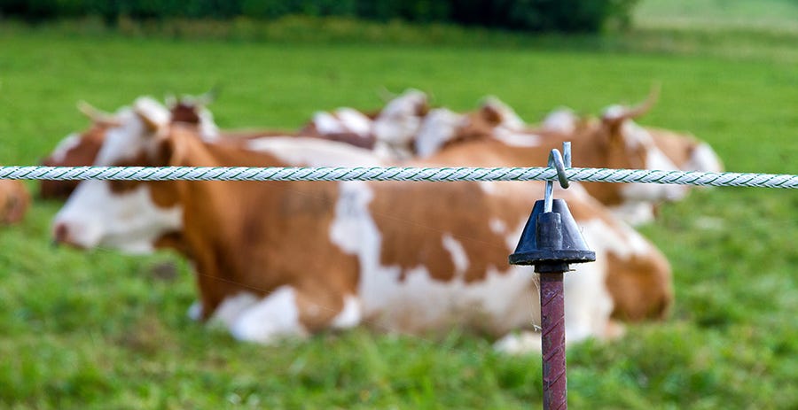 Cows laying down in field with electric fence