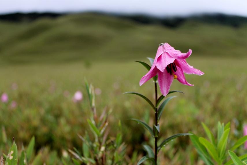 Dzukou Valley – A Piece Of Heaven On Earth – Santosh Nongthombam