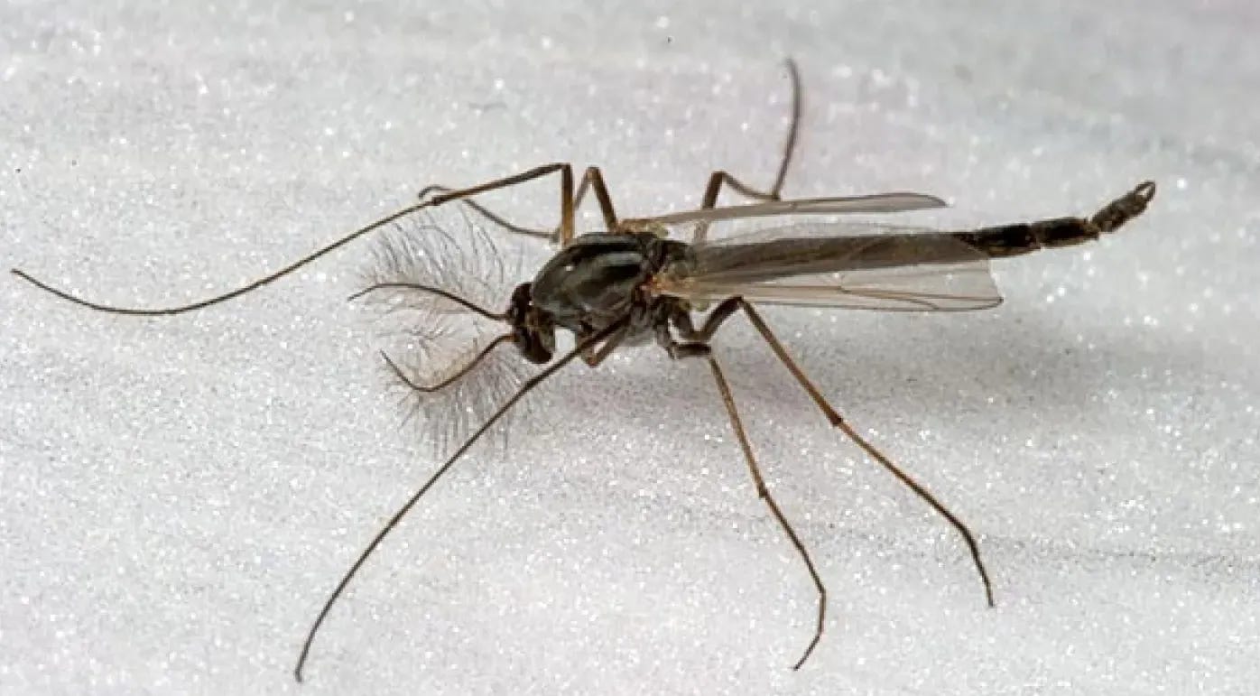 Close up of a midge.