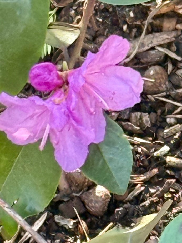 A close-up of a purple flower

AI-generated content may be incorrect.