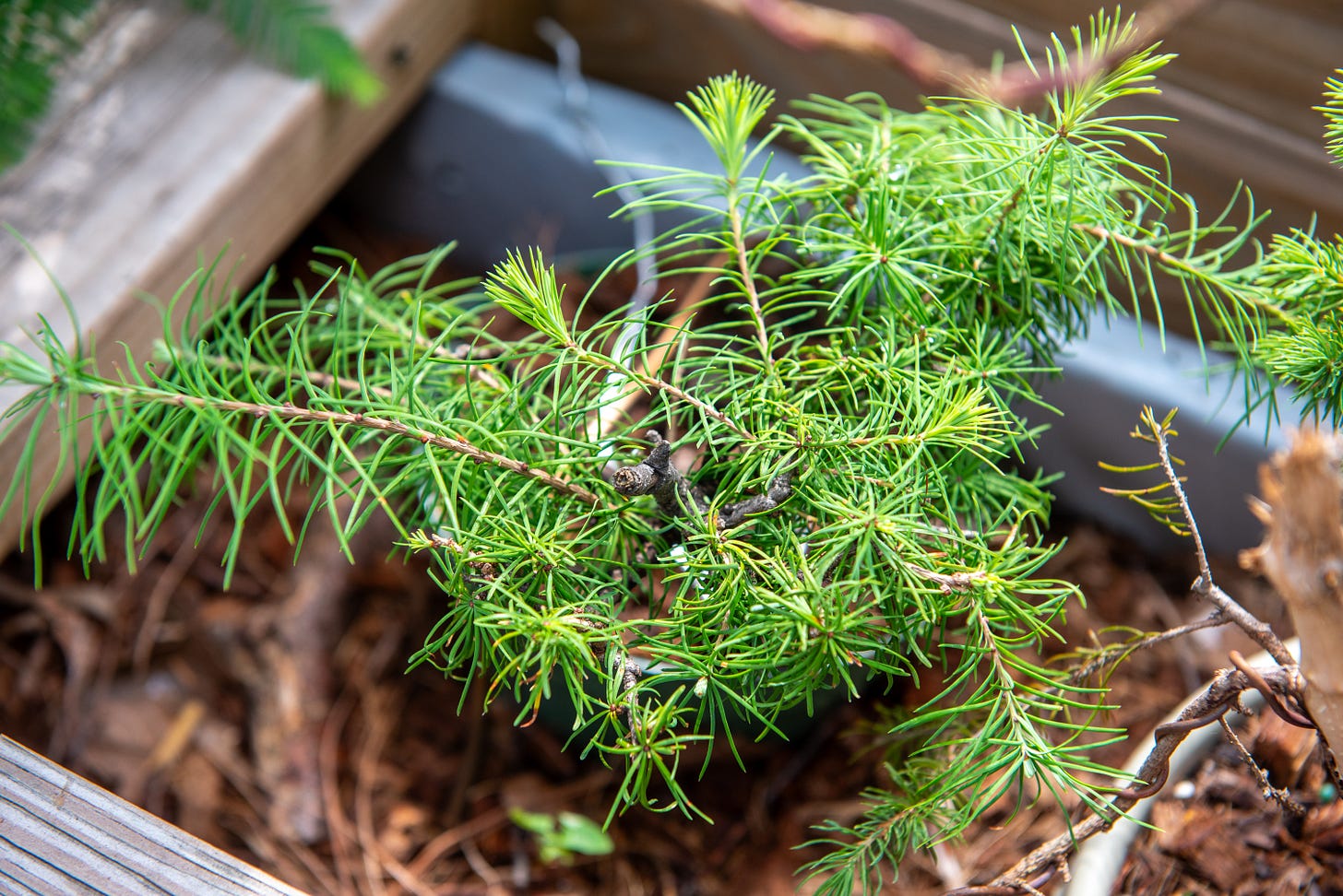 ID: Larch bonsai