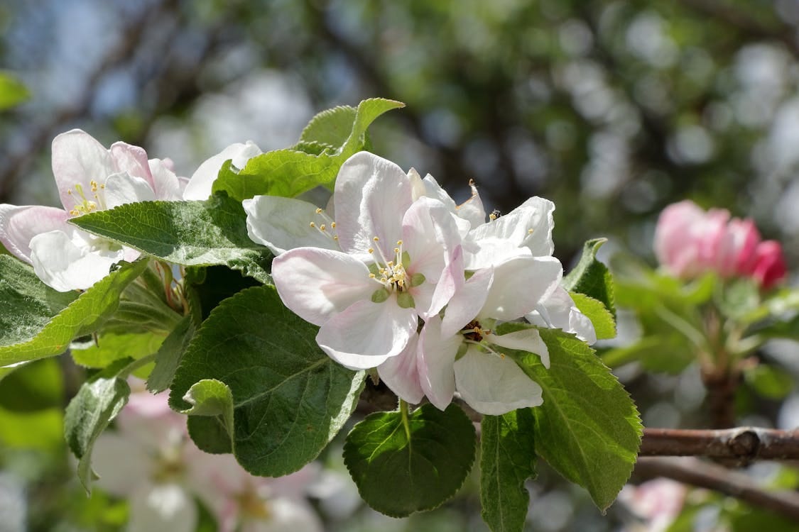 Free A vibrant close-up of apple blossoms on a tree branch, signaling the arrival of spring. Stock Photo