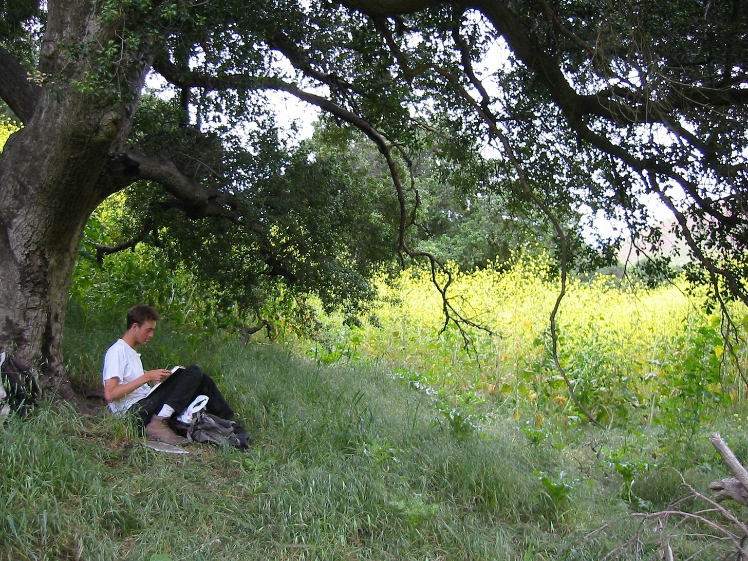 A young person sitting under a large Coast Live Oak tree with dark green, small leaves. Under it is a low green growth of grass and beyond it is tall dense mustard