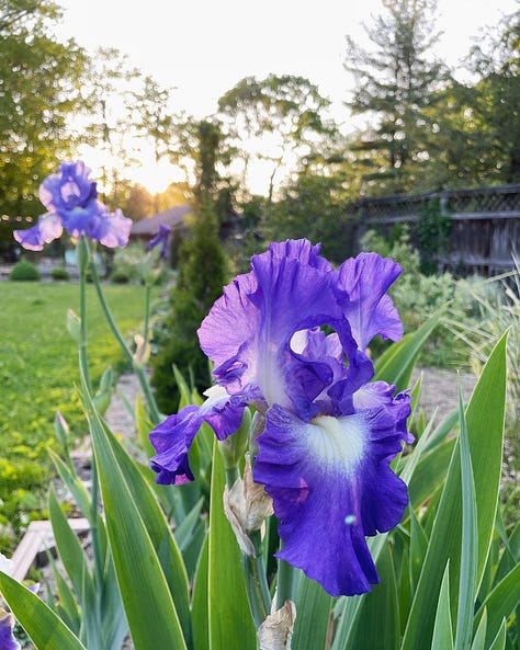 A collection of Bearded Iris in their own bed 
