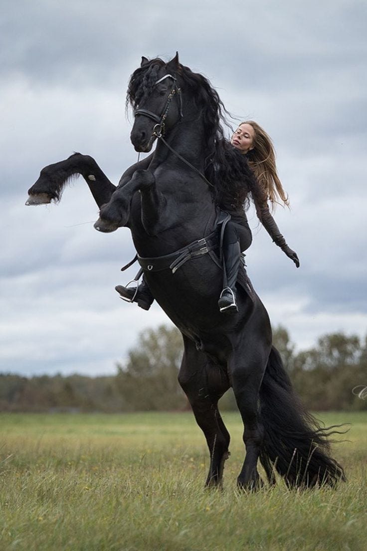 Black Beauty - Black horse