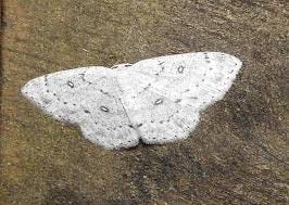 Another day, another new moth – Michael ...