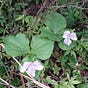 trillium's avatar