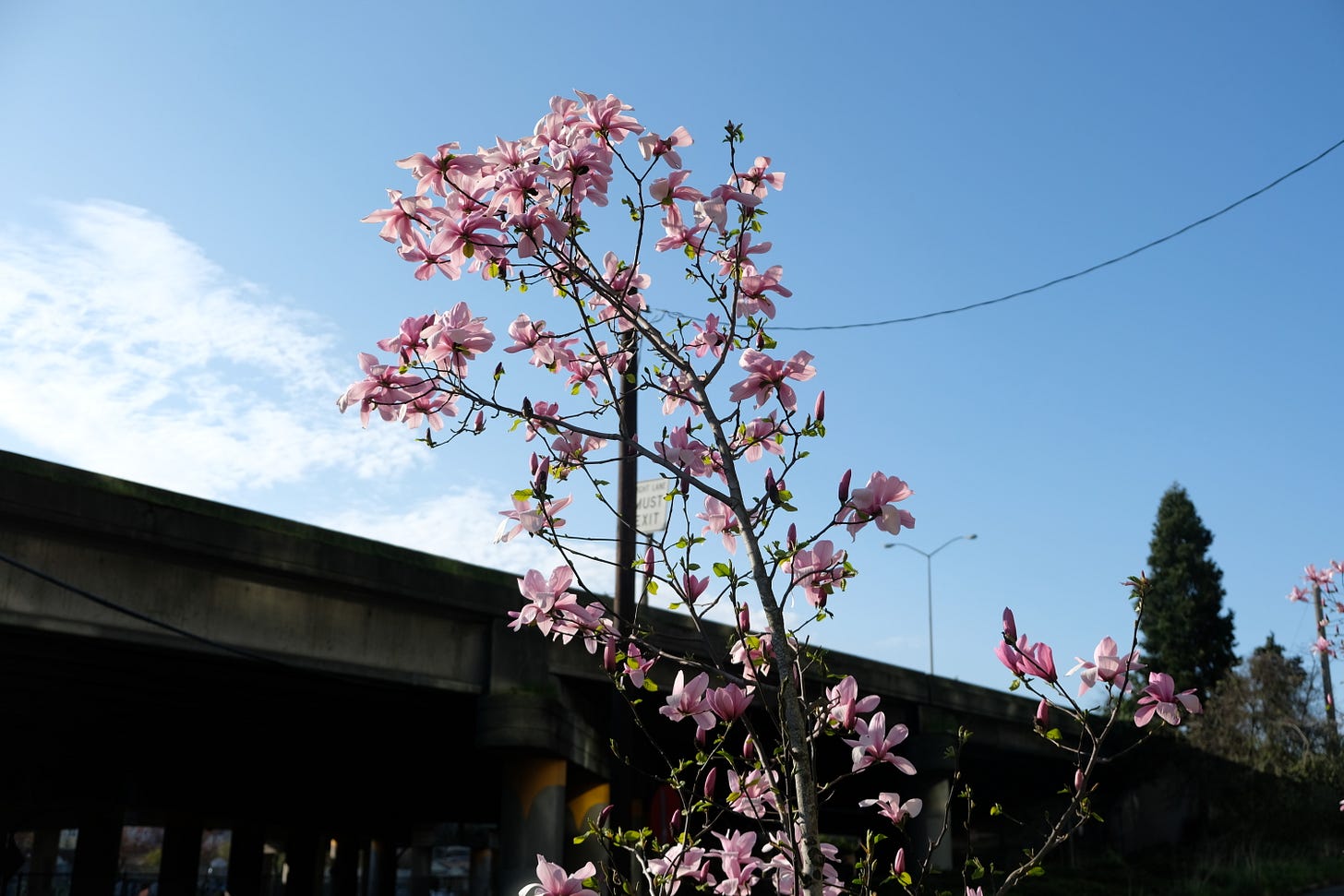 flowers on a tree with a highway overpass behind