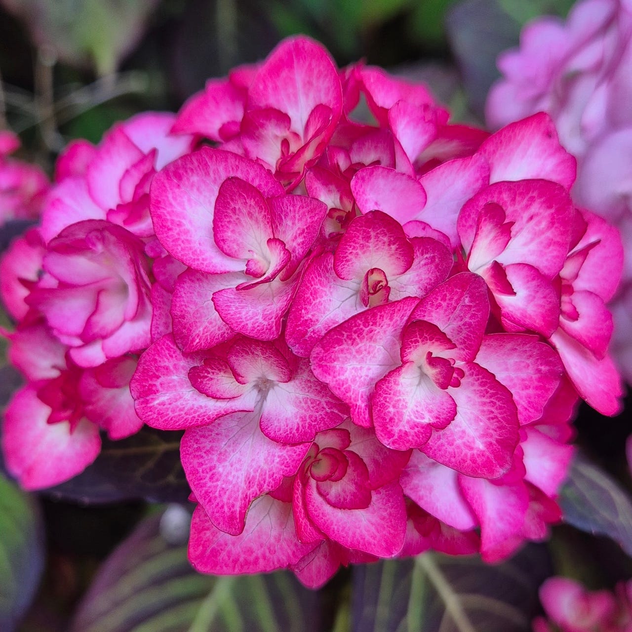 The Not So Bad Tempered Gardener