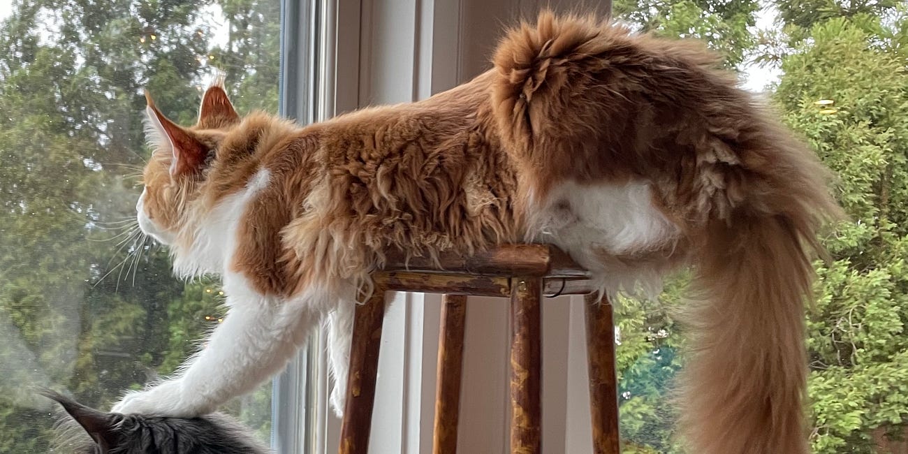 Quasi-Species Swarms in SARs-CoV-2