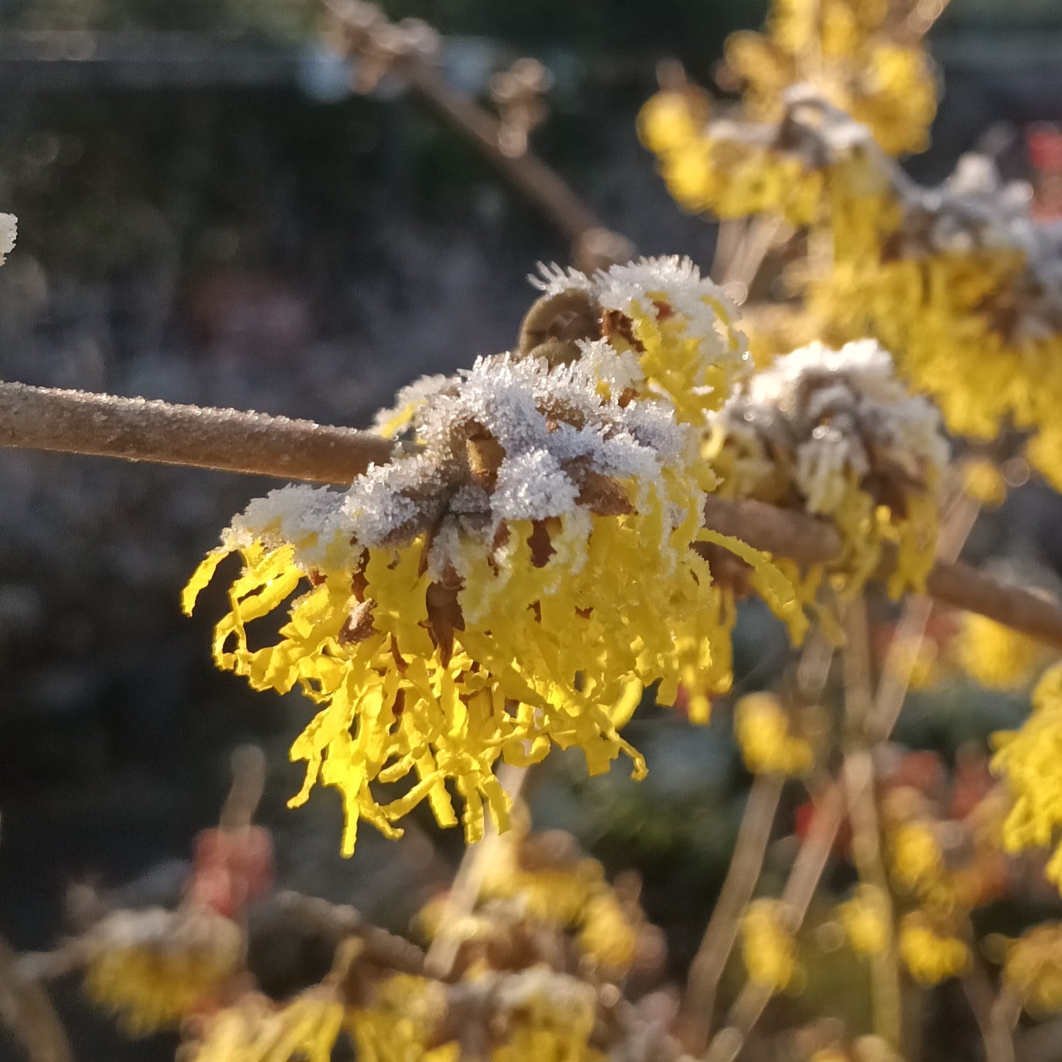 A Winter Garden - by Lucy Writes History