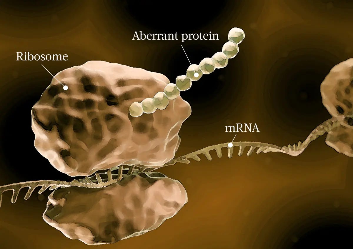 When ribosomes make mistakes in mRNA translation, aberrant proteins are formed. (ART-ur/Shutterstock) When ribosomes make mistakes in mRNA translation, aberrant proteins are formed. (ART-ur/Shutterstock)