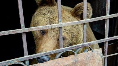A bear held captive at a car repair shop in Yerevan, Armenia. The bear was rescued earlier this year.