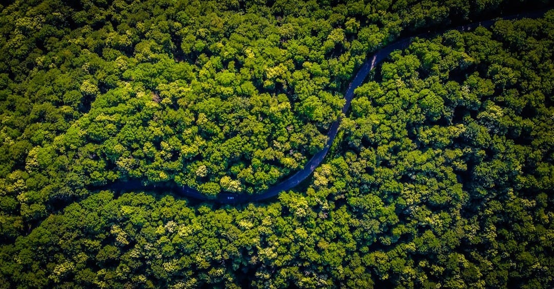 aerial view of green trees