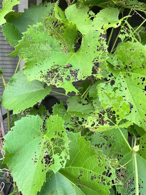 how to get rid of Japanese beetles control