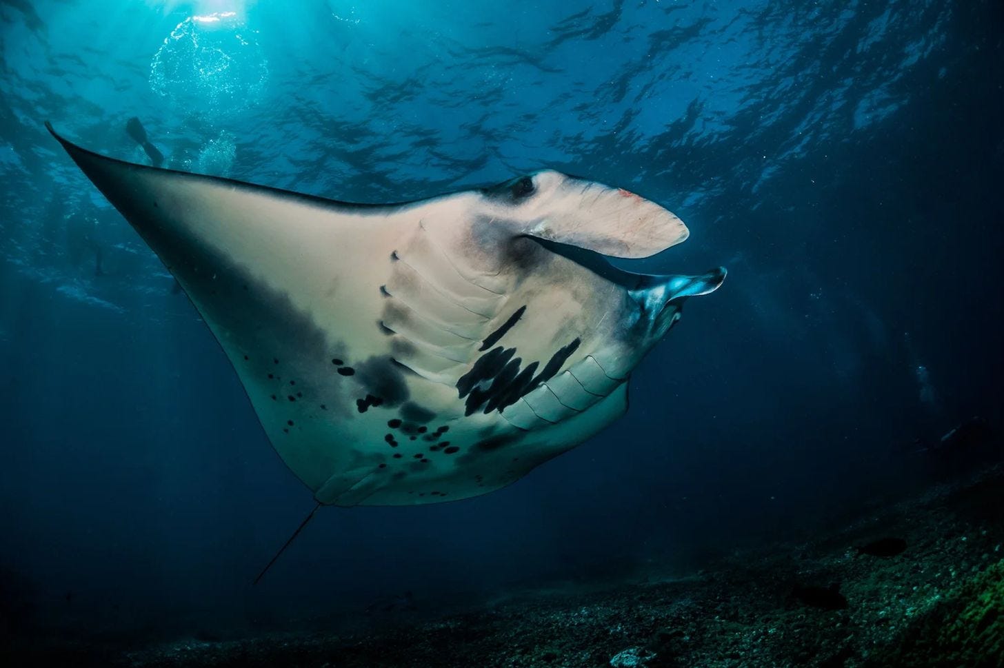 A manta ray gliding through the waters of Mawan in Komodo National Park, one of the region's most famous sites for manta encounters. A manta ray gliding through the waters of Mawan in Komodo National Park, one of the region's most famous sites for manta encounters.