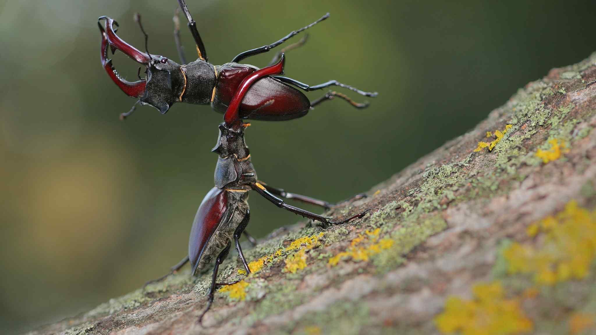 ISSUE #26: Beetles Have Turned Their Heads into Dueling Weapons