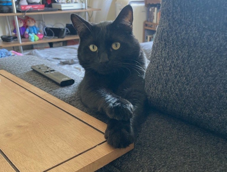 Sprite, an all black cat with golden eyes, looks at the camera with his paws crossed in front of him as he relaxes on the couch. Sprite, an all black cat with golden eyes, looks at the camera with his paws crossed in front of him as he relaxes on the couch.