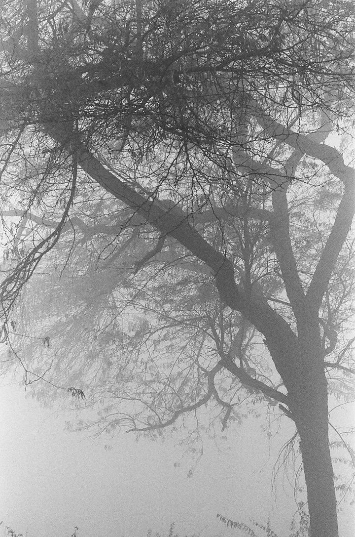In the fog