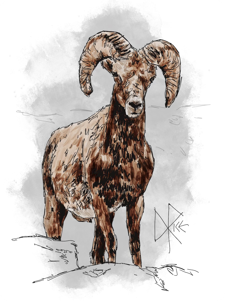 A bighorn sheep stands on a rocky ledge. Sketch art by Don Rice.