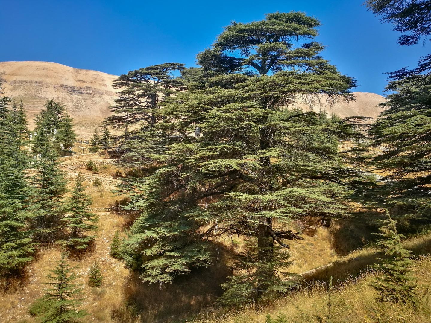 Cedrus libani (cedar of Lebanon) description