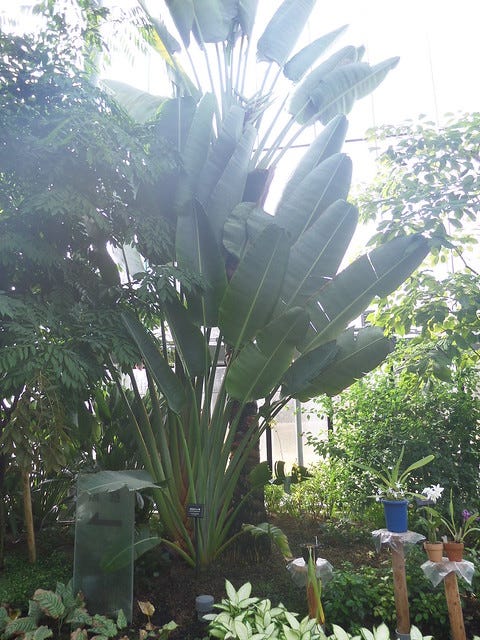 Palms inside the Greenhouse Palms inside the Greenhouse