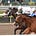 Jen Morrison: Racing Picks's avatar