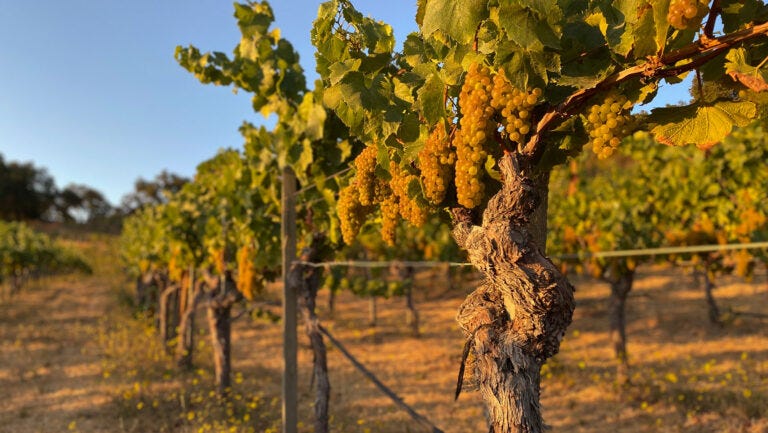 The tidy canopy of VSP supports mechanization and ripening, but not all grape varieties or sites benefit equally. Photo courtesy of Ridge Vineyards. The tidy canopy of VSP supports mechanization and ripening, but not all grape varieties or sites benefit equally. Photo courtesy of Ridge Vineyards.