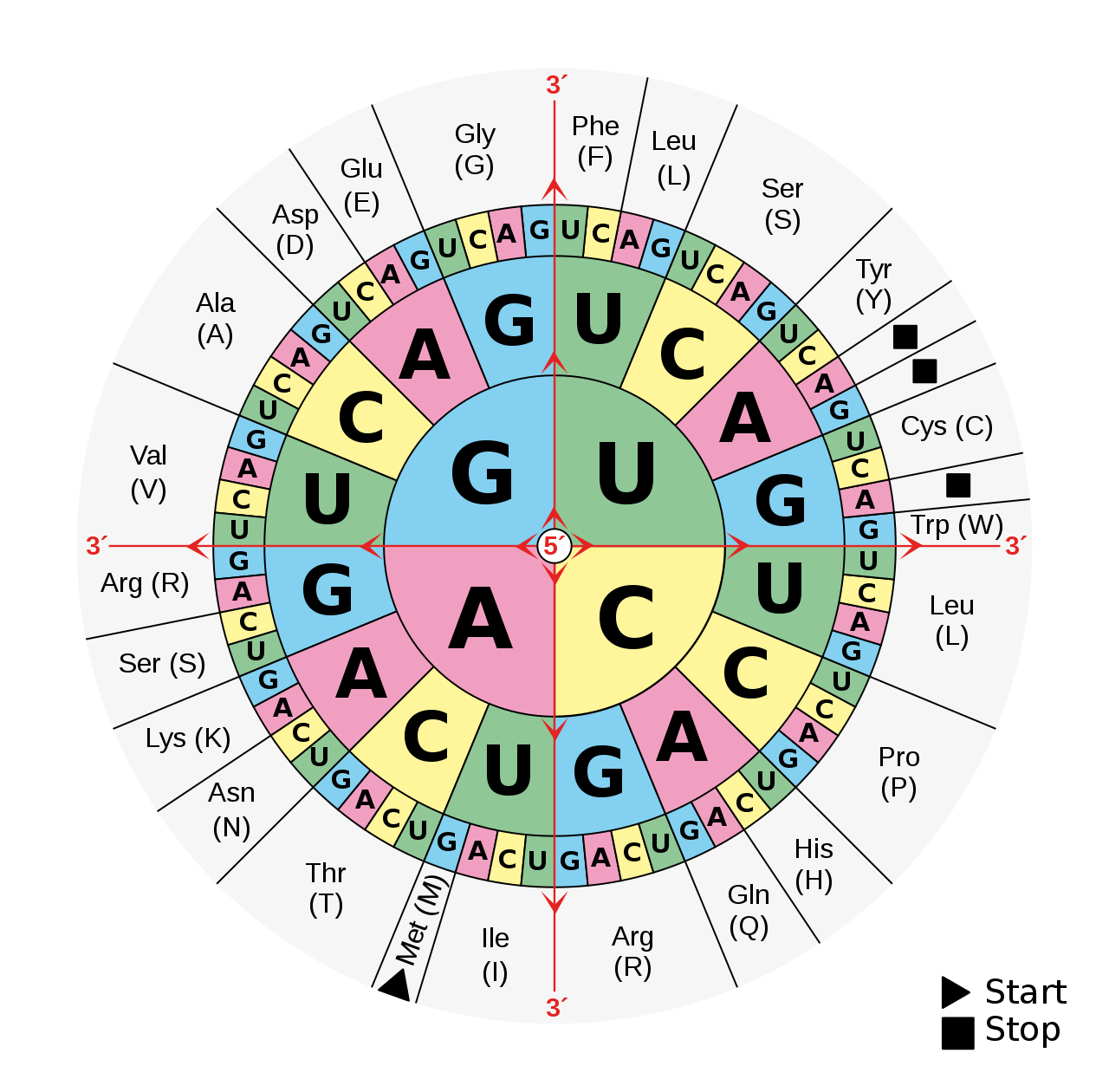 A circular diagram is separated into three rings, broken down into sections labeled with the letters: G, U, A, and C. Each represents a nucleotide found in RNA. The center ring is divided into four areas marked with a unique letter. The second ring is divided into 16 sections also labeled with a nucleotide. They are organized so that the outer edge of the central letters touches four unique nucleotides. The third outer ring, divided into 64 sections labeled with a nucleotide, repeats this. Amino acids are placed outside of the circular diagram and are in contact with specific nucleotides. Using this diagram, one can connect a sequence of three nucleotides with a specific amino acid. For example, given "GUC", one can follow contigous sections of the rings from the center to the outside: from G to U and U to C. This leads the user to the amino acid Alanine. A circular diagram is separated into three rings, broken down into sections labeled with the letters: G, U, A, and C. Each represents a nucleotide found in RNA. The center ring is divided into four areas marked with a unique letter. The second ring is divided into 16 sections also labeled with a nucleotide. They are organized so that the outer edge of the central letters touches four unique nucleotides. The third outer ring, divided into 64 sections labeled with a nucleotide, repeats this. Amino acids are placed outside of the circular diagram and are in contact with specific nucleotides. Using this diagram, one can connect a sequence of three nucleotides with a specific amino acid. For example, given "GUC", one can follow contigous sections of the rings from the center to the outside: from G to U and U to C. This leads the user to the amino acid Alanine.