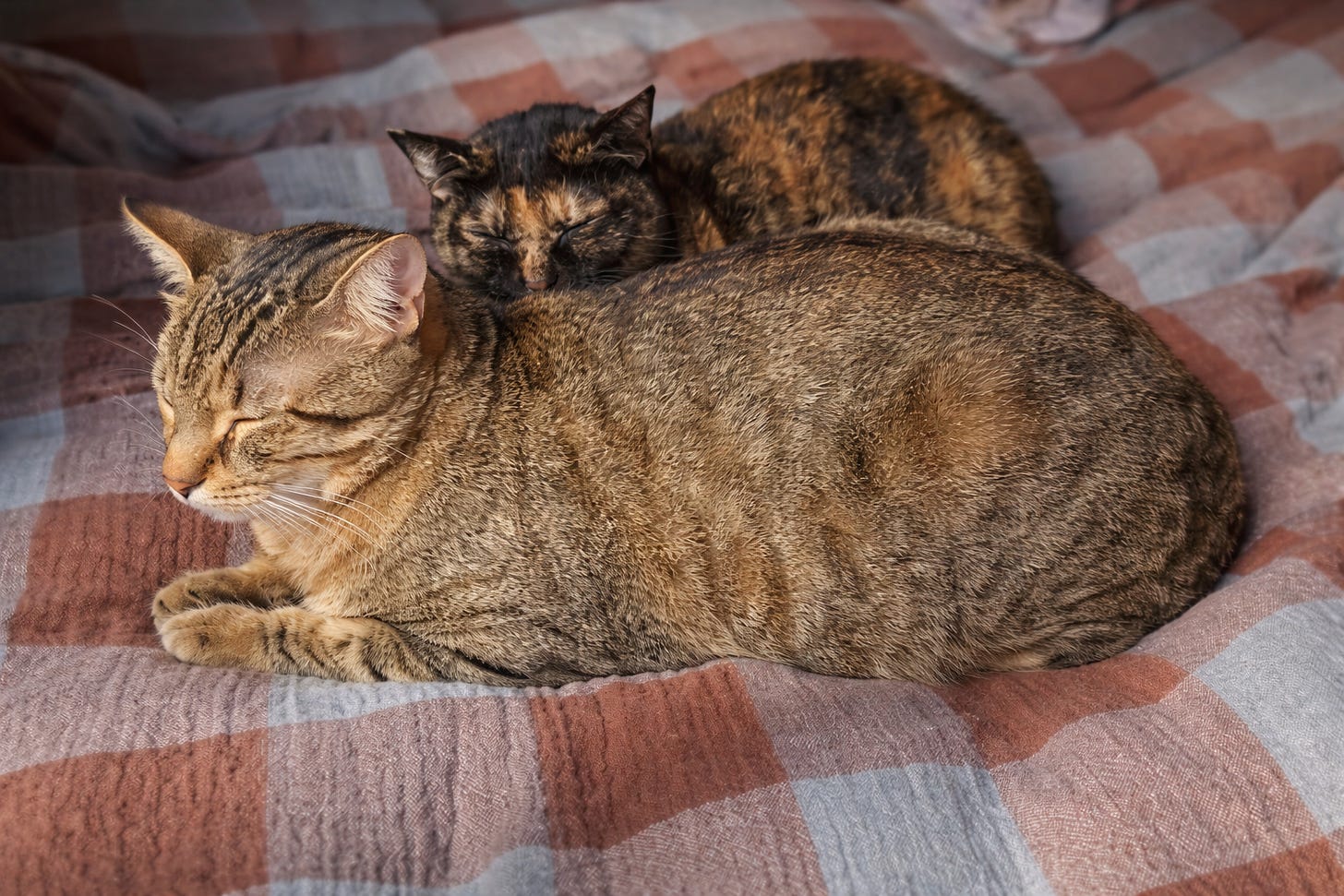 Chickpea, the tabby in front, lies curled up on a patterned duvet while Tortilla, the tortoiseshell behind, rests against him, both asleep in warm light. Chickpea, the tabby in front, lies curled up on a patterned duvet while Tortilla, the tortoiseshell behind, rests against him, both asleep in warm light.