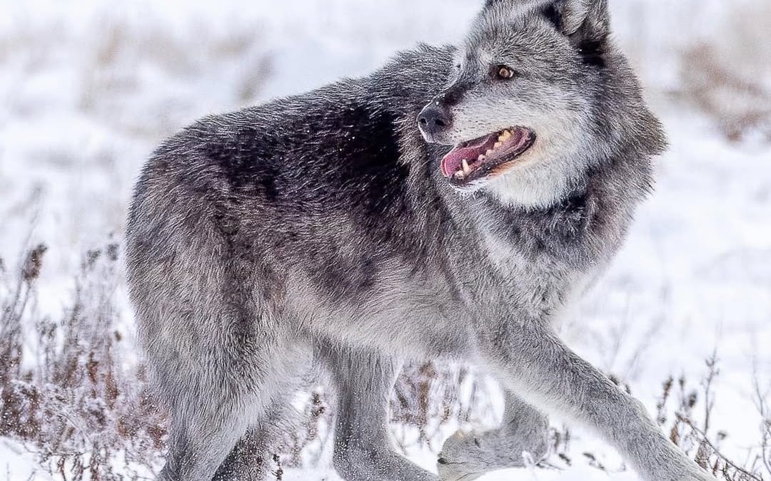 Why National Park wolves need a Sacred Resource Protection Zone